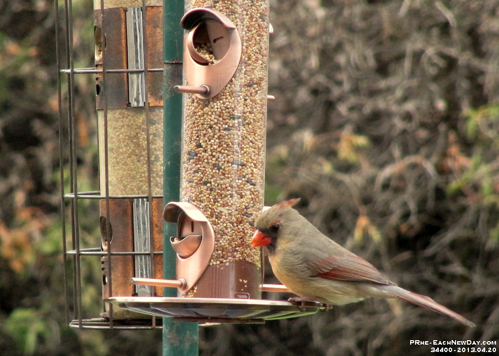 34400CrLeSh - Cardinals at our bird feeder